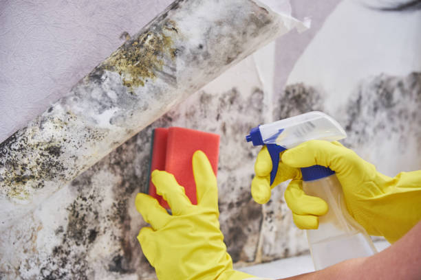 Trusted West Liberty, IA Mold Inspection Experts